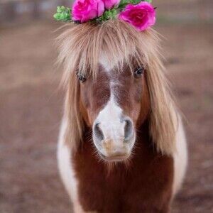 Meet your Posher, Heather